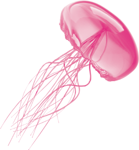 Jellyfish PNG-47075